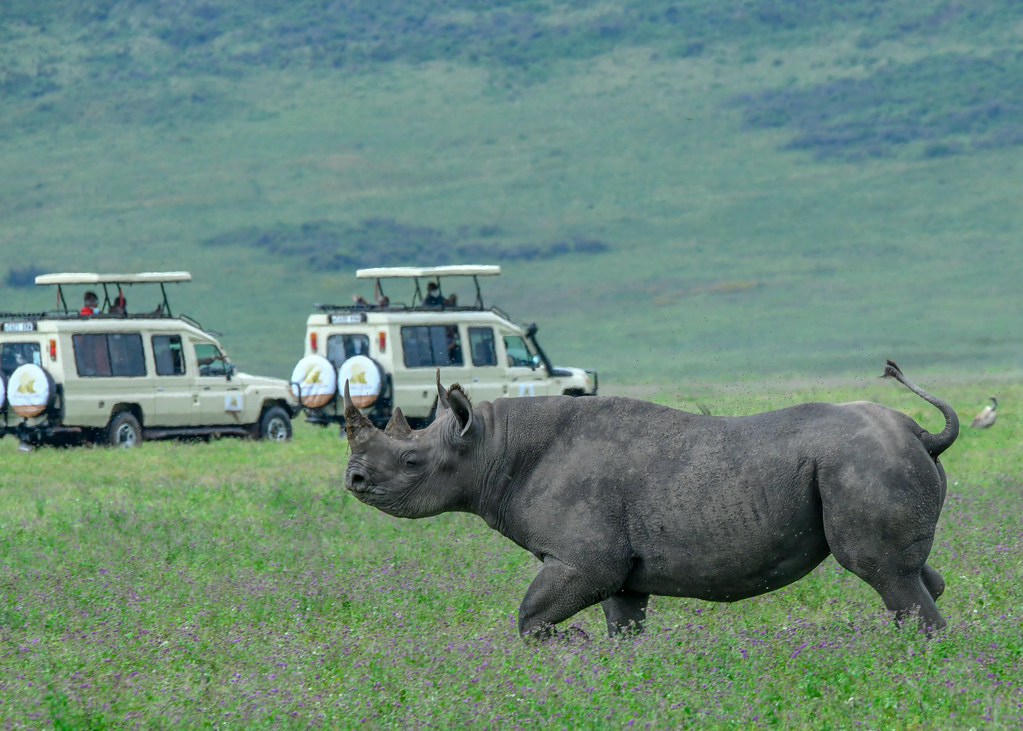A rhinoceros and safari vehicles at Ngorongoro, from the AGM infopack